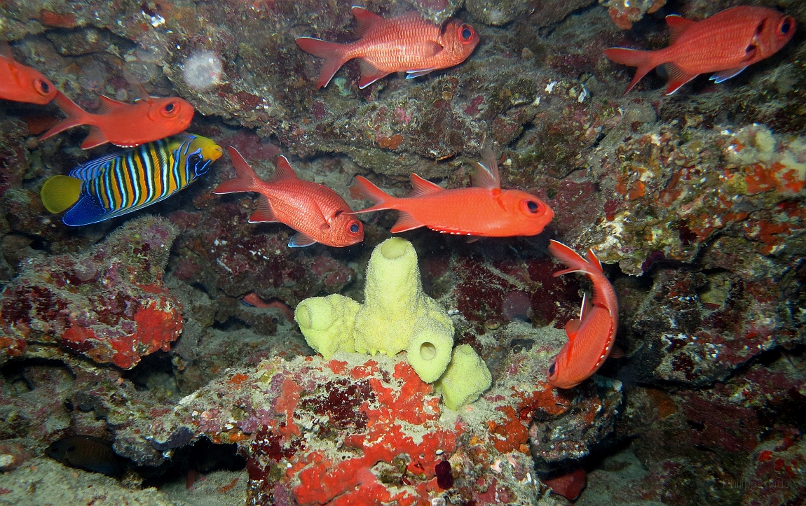 IMG_1293rf_Maldives_Madoogali_Plongee 14_Donagali caves_eponge jaune.jpg